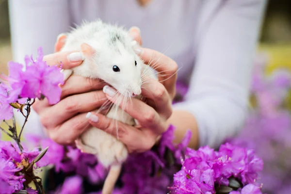 Fantastický potkan ve květu fialový azalka, čínský Nový rok 2020 — Stock fotografie