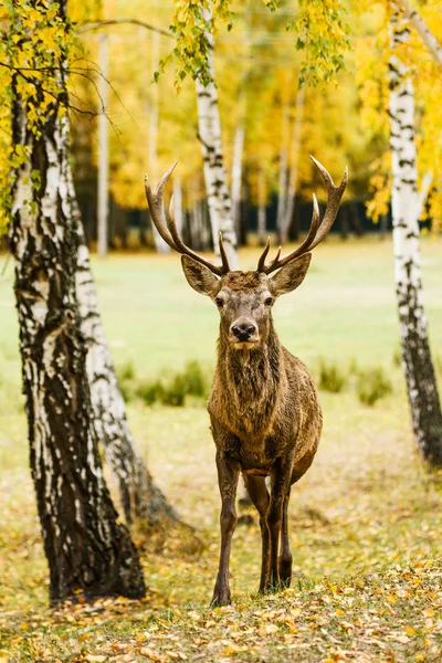 Vuxna rådjur stående i höst skogen — Stockfoto