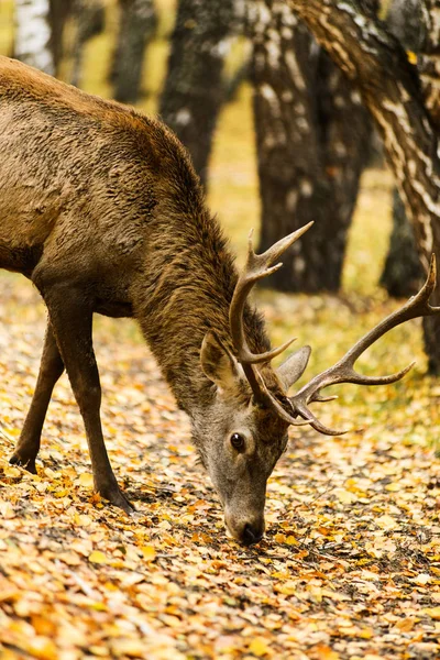 Hjort ätande i höst björkskog — Stockfoto
