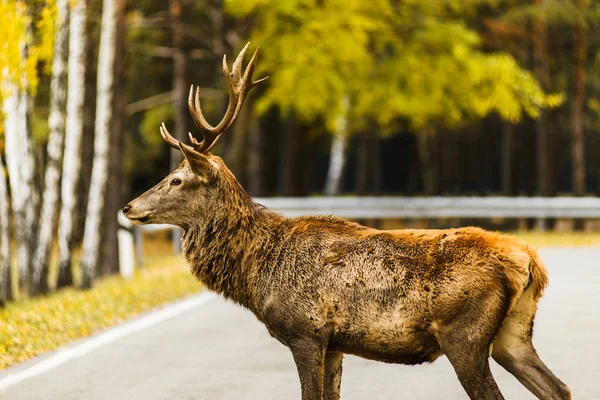 Jelen jelen křížení prázdné silnice v podzimní krajině — Stock fotografie