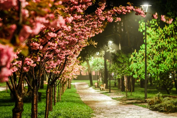 Kyoto (Kioto) parkında gül kiraz çiçeği sokak, Kiev, Ukrayna