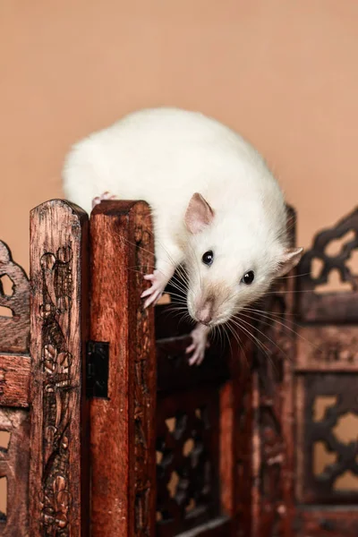 Rat drôle blanc équilibrage sur écran pliant en bois — Photo
