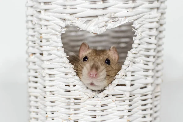 Carino ratto fantasia in finestra vaso a forma di cuore — Foto Stock