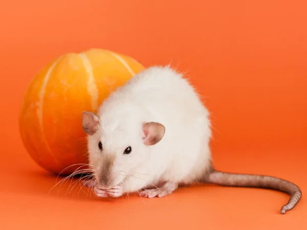 Fancy rat with yellow pumpkin on orange background — Stock Photo, Image