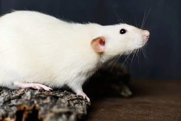 Fancy råtta sitter på bark på mörk trä bakgrund — Stockfoto