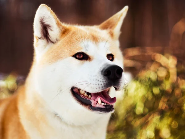 Primer plano portait de sonriente japonés Akita inu perro en invierno — Foto de Stock