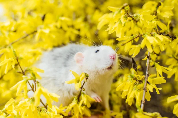 Fancy råtta i gult Forsythia Blossom, kinesiska nyåret 2020 — Stockfoto