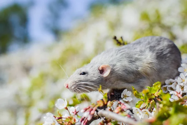 Fancy råtta i vårkörsbärsblom, kinesiska nyåret 2020 — Stockfoto