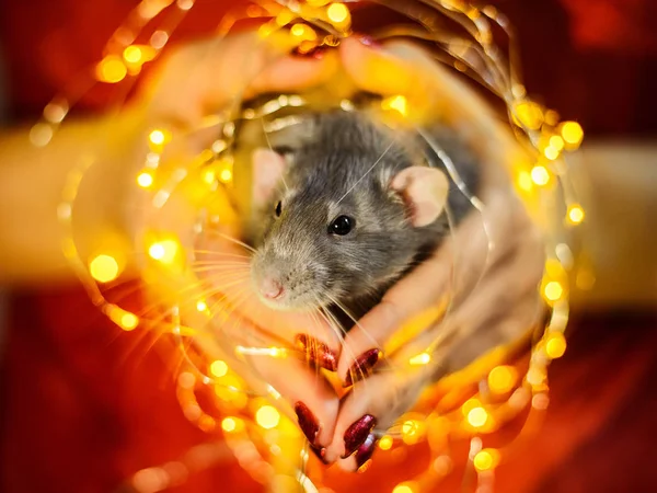 Fantaisie rat assis dans les mains de la fille entourée de guirlandes de Noël lumières — Photo