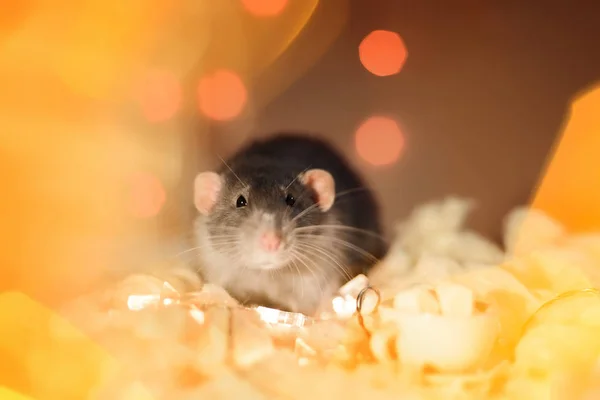 Fantaisie rat assis dans Noël guirlande lumières décorations — Photo