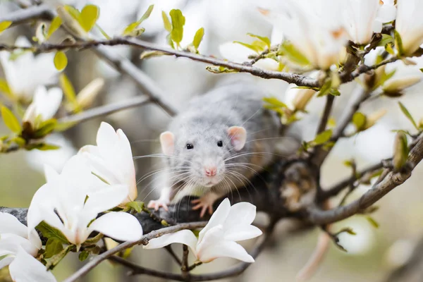 Fancy råtta i Magnolia Blossom, kinesiskt nyår 2020 symbol — Stockfoto