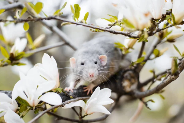 Fantasia ratto in fiore di magnolia, Capodanno cinese 2020 simbolo — Foto Stock