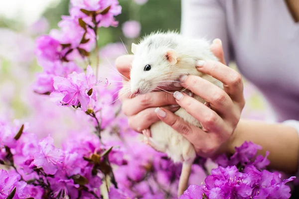 Ratto fantasia in fiore di azalea viola, Capodanno cinese 2020 — Foto Stock