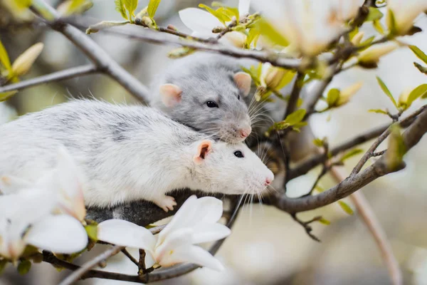 Två fancy rats i Magnolia Blossom, kinesiska nyåret 2020 — Stockfoto