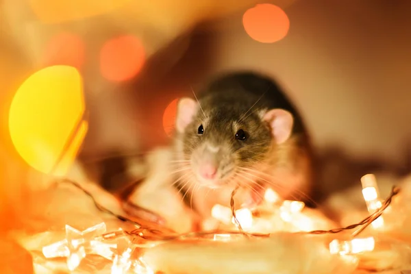 Fantasia ratto seduto a Natale ghirlanda luci decorazioni — Foto Stock