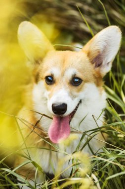 Komik Galce Corgi otların arasında oturan Pembroke