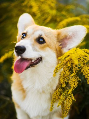 Komik Galce Corgi sarı çiçekler oturan Pembroke