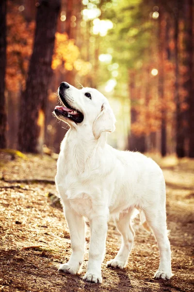 Golden retriever filhote de cachorro em pé na floresta de outono — Fotografia de Stock