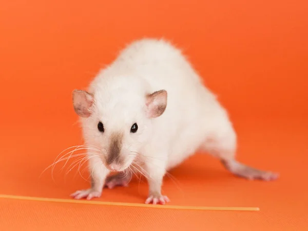 Blanco dumbo fantasía rata en naranja fondo —  Fotos de Stock