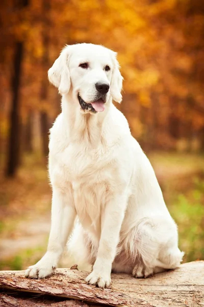 Красивая золотистая собака-ретривер в желтом осеннем пейзаже — стоковое фото