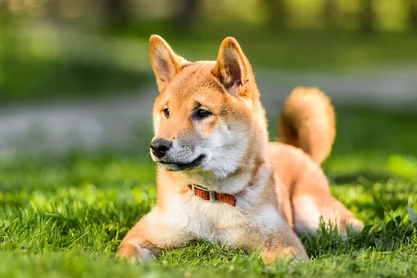 Retrato de cachorro japonés Akita inu acostado en la hierba —  Fotos de Stock