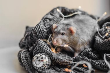 Şirin koyu gri sıçan rahat gri kazağın üzerinde oturuyor.