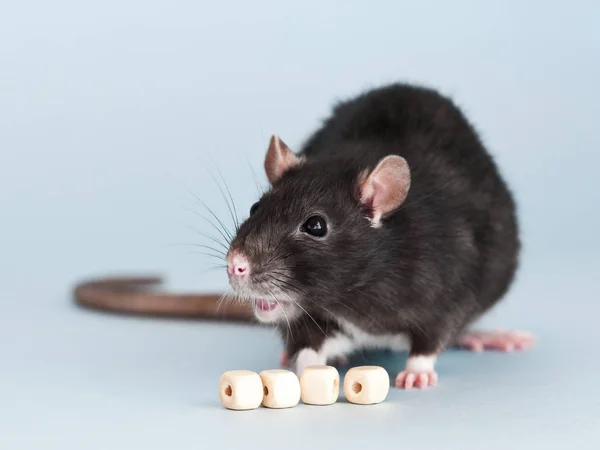 Rat fantaisie gris avec des perles de cube pour écrire du texte — Photo