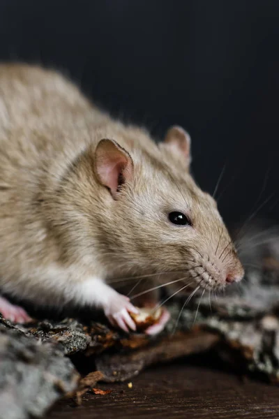 Fancy råtta sitter på bark på mörk trä bakgrund — Stockfoto