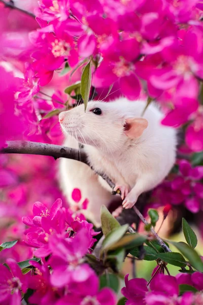 Rozkošná krysa, která sedí v jarním květu — Stock fotografie