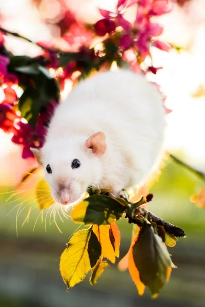 Adorable rat de fantaisie assis au printemps fleur de pomme — Photo