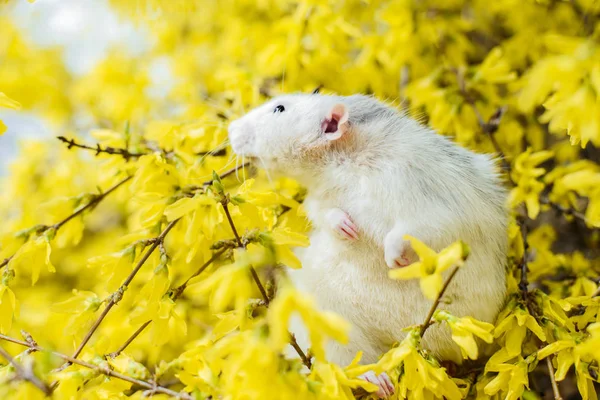 Fancy råtta i gult Forsythia Blossom, kinesiska nyåret 2020 — Stockfoto