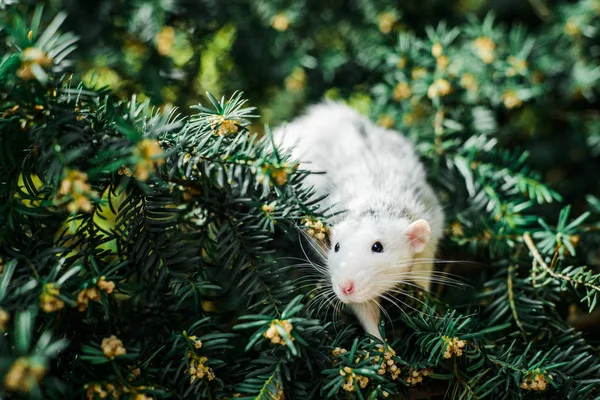 Fancy råtta på Christmas FIR Tree, kinesiska nyåret 2020 — Stockfoto