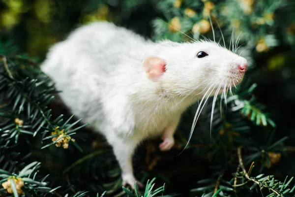 Fantaisie rat sur sapin de Noël, Nouvel an chinois 2020 — Photo