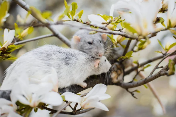 Due ratti di fantasia in fiore di magnolia, Capodanno cinese 2020 — Foto Stock