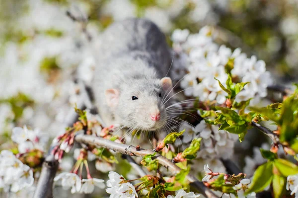 Fancy råtta i vårkörsbärsblom, kinesiska nyåret 2020 — Stockfoto