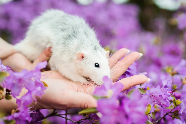 Fancy råtta i lila Azalea Blossom, kinesiska nyåret 2020 — Stockfoto