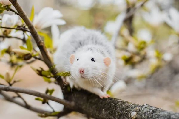 Fancy rat in magnolia blossom, Chinese New year 2020 symbol — Stock Photo, Image