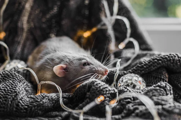 Roztomilý tmavý šedý potkan sedí na útulný šedý svetr — Stock fotografie