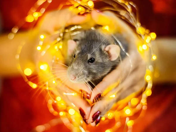 Fantaisie rat assis dans les mains de fille entouré de Noël garl — Photo