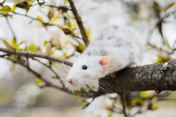 Fancy råtta i Magnolia Blossom, kinesiskt nyår 2020 symbol — Stockfoto