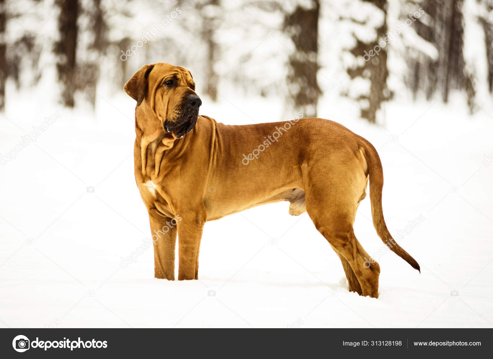 Adult Fila Brasileiro (Brazilian Mastiff) winter portrait Stock