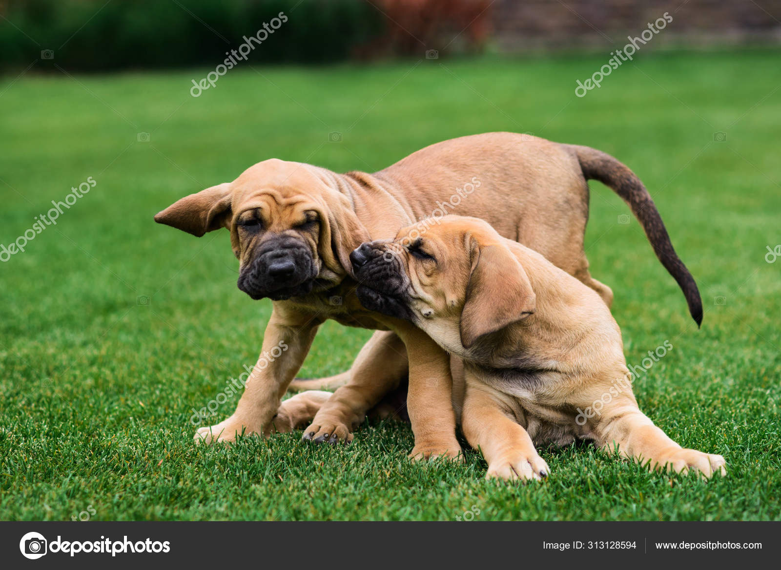Dwa szczenięta Fila Brasileiro (Brazilian Mastiff) dobrze się bawią —  Zdjęcie stockowe © olgagorovenko #313128594