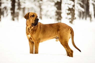 Yetişkin Fila Brasileiro (Brezilya Mastiff) kış portresi