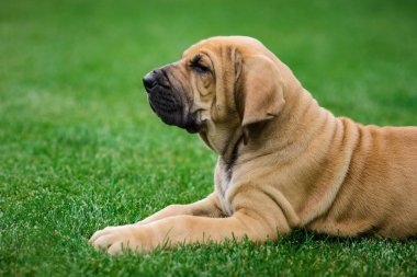Sevimli Fila Brasileiro köpek portresi