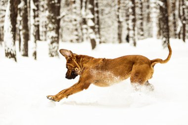 Yetişkin Fila Brasileiro karda eğleniyor