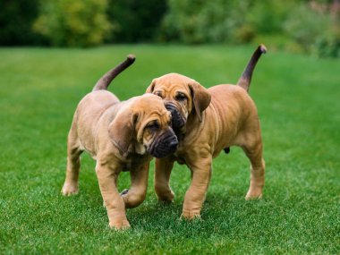 İki Fila Brasileiro (Brezilyalı Mastiff) yavrusu eğleniyor