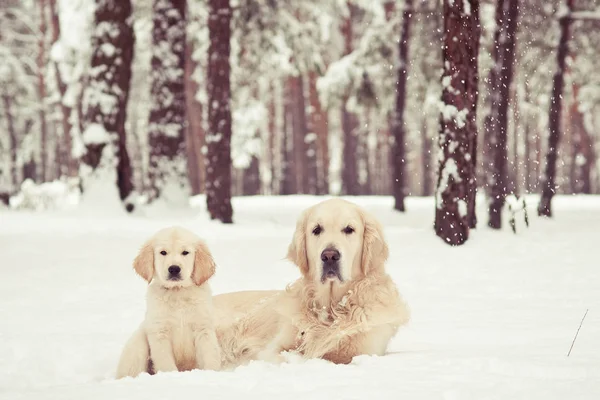 Золотистый ретривер и щенок сидят в зимнем лесу — стоковое фото