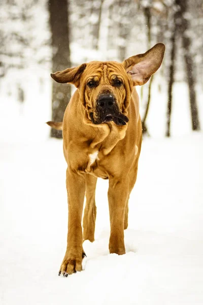 Adulto Fila Brasileiro divertirsi sulla neve — Foto Stock