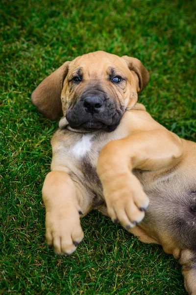 Adorable Fila Brasileiro puppy portrait — Stock Photo, Image