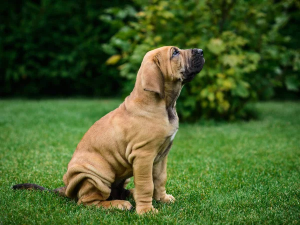 Cute Puppy Fila Brasileiro Mastif Brazylijski Leżąc Trawie — Zdjęcie  stockowe © olgagorovenko #231402238